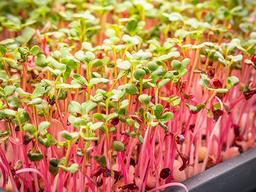 Microgreens de rábano con tallos rosados sobre una bandeja hidropónica