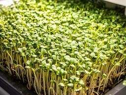 Microgreens de brócoli densos y verdes en una bandeja de cultivo vertical
