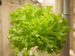Lechuga hoja de roble verde creciendo en una torre hidropónica iluminada