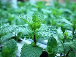 Menta fresca de hojas verdes en un canal de cultivo hidropónico