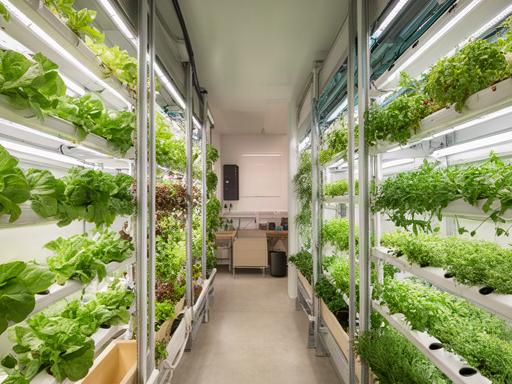 Interior de una granja vertical en Alcorcón con torres hidropónicas de hojas verdes