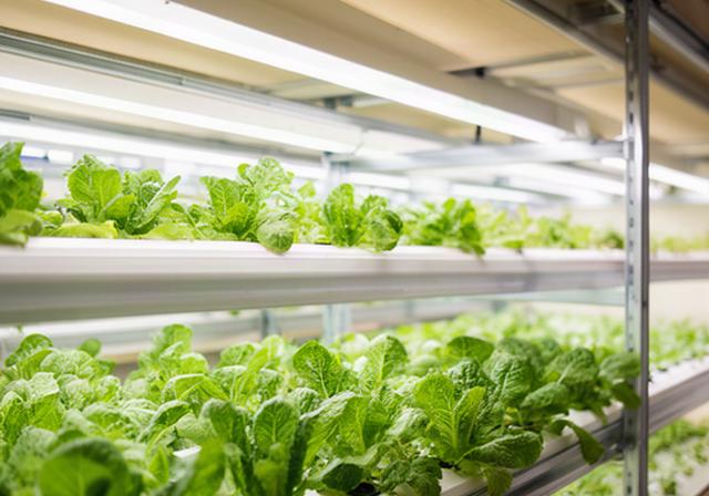 Estanterías de cultivo hidropónico con hojas verdes en una granja vertical urbana de Alcorcón