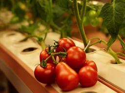 Tomates cherry pera rojos recién cosechados junto a una torre hidropónica